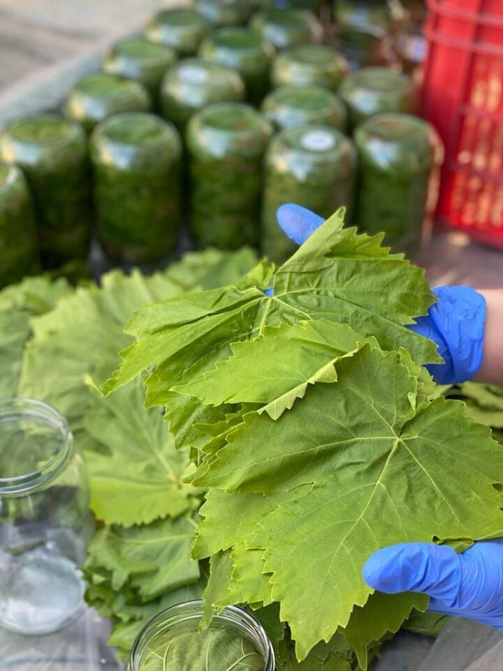 KURU BASIM TAZE YAPRAK 720 GR