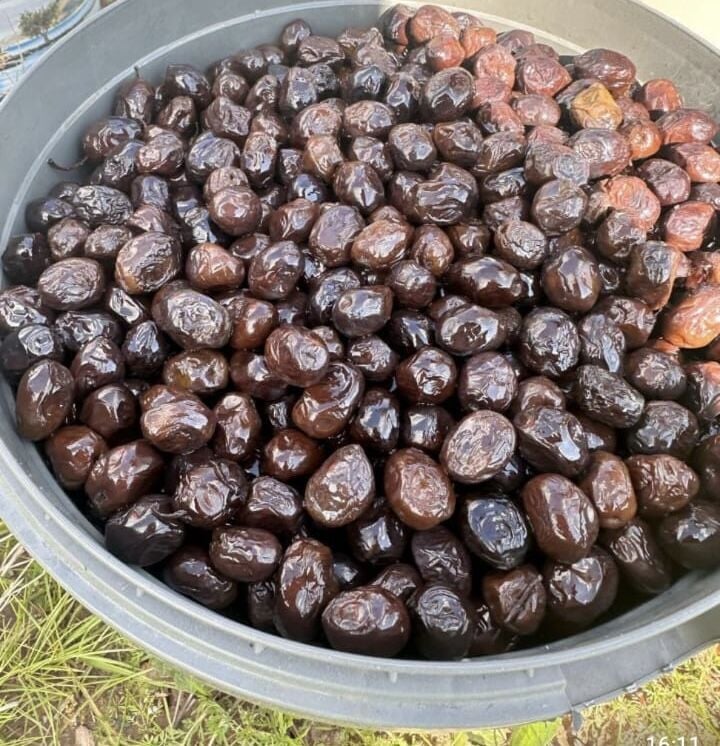 Taş baskı zeytin